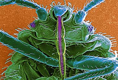 《死神：魂魄觉醒》新角色预告：蒂雅·赫丽贝尔